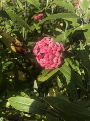 Arachnothryx leucophylla