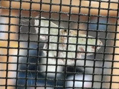 Synchlora xysteraria