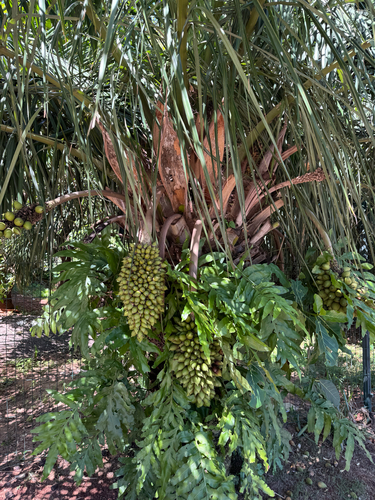 Acuri Palm (Attalea phalerata)