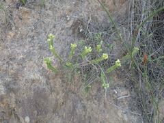 Crassula ericoides ericoides