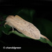 Oraura longipennis - Photo 由 Young Chan 所上傳的 (c) Young Chan，保留部份權利CC BY-NC