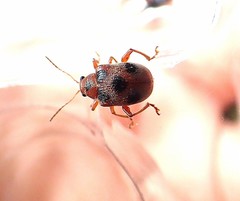 Aoria bowringi