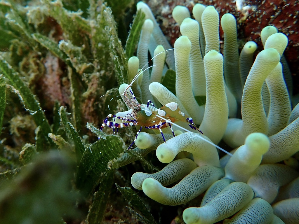 Foto de Camarón limpiador moteado (Periclimenes yucatanicus)