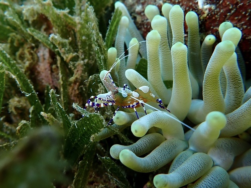 Photo of Spotted cleaner shrimp (Periclimenes yucatanicus)