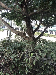 Tillandsia recurvata image