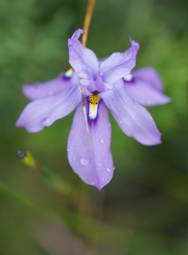 Nodding Wild Moraea (Moraea inclinata)