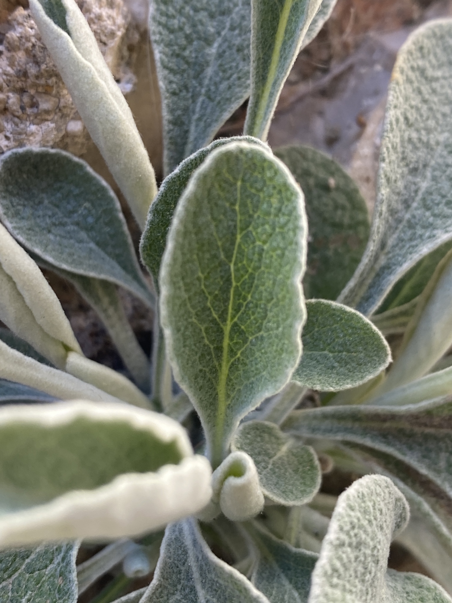 Snow Samphire (Pentanema verbascifolium)