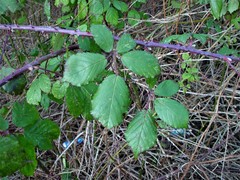 Rubus rubritinctus