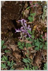 Corydalis paczoskii