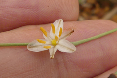 Chlorophytum rigidum
