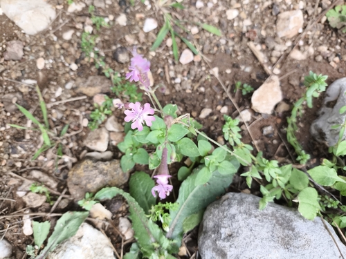 Egyptian Campion (Silene aegyptiaca)