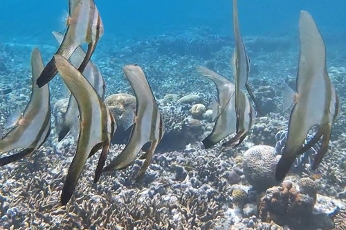 Platax boersii