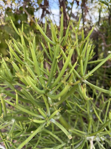 Fire Stick (Euphorbia tirucalli)
