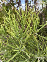 Bleistiftbaum (Euphorbia tirucalli)