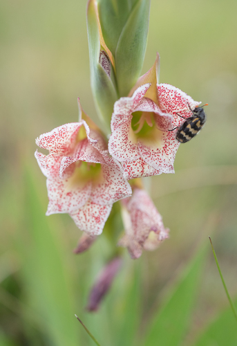 Sheath Glad (Gladiolus ecklonii)