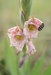 Gladiolus ecklonii