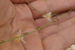 Chlorophytum rigidum
