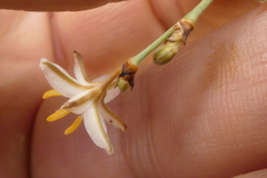 Chlorophytum rigidum
