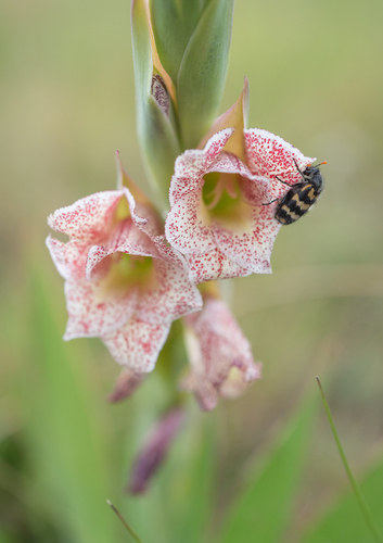 Gladiolus ecklonii, photograph 2