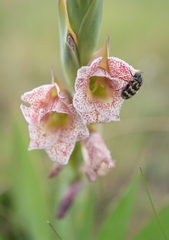 (c) Morten Ross, some rights reserved (CC BY) Gladiolus ecklonii, photograph (c) Morten Ross, some rights reserved (CC BY)