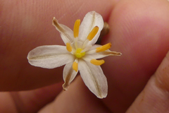 Chlorophytum rigidum