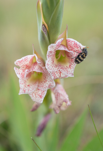 Gladiolus ecklonii, photograph 3