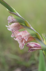(c) Morten Ross, some rights reserved (CC BY) Gladiolus ecklonii, photograph (c) Morten Ross, some rights reserved (CC BY)