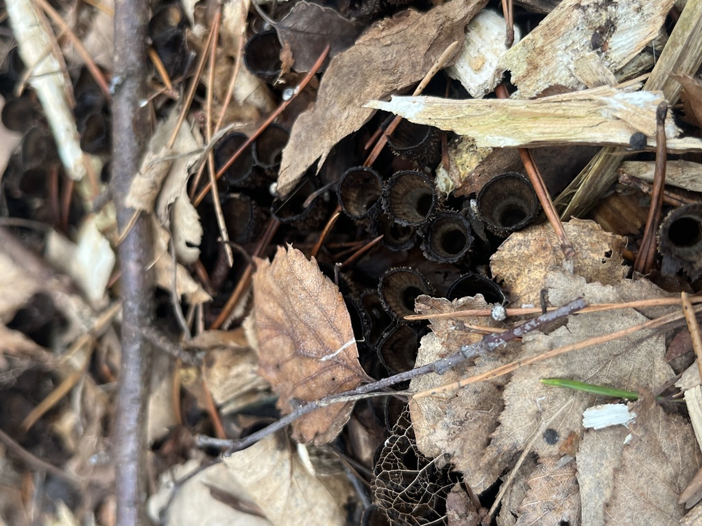Cyathus striatus · March 2026 · photo: © bcrobyn (iNaturalist, cc0)