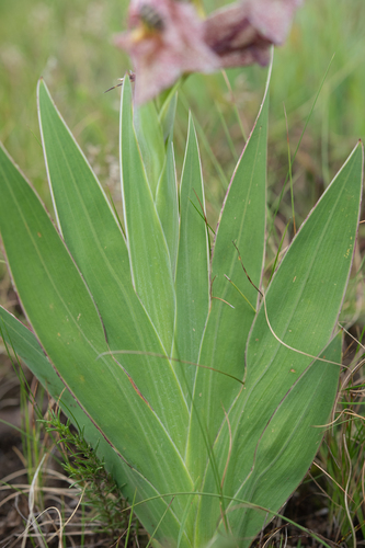 Gladiolus ecklonii, photograph 5