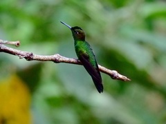 Heliodoxa leadbeateri