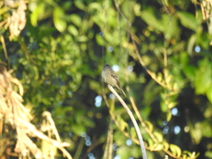 Contopus fumigatus