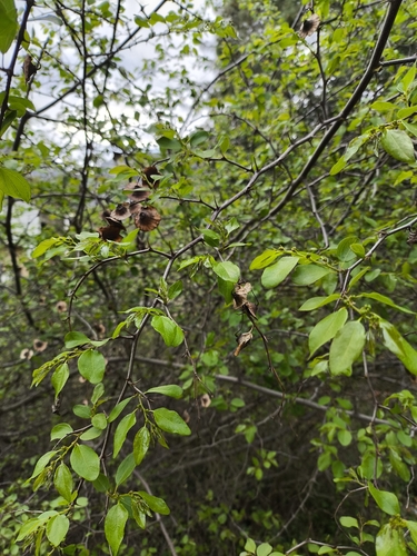 Jerusalem Thorn (Paliurus spina)