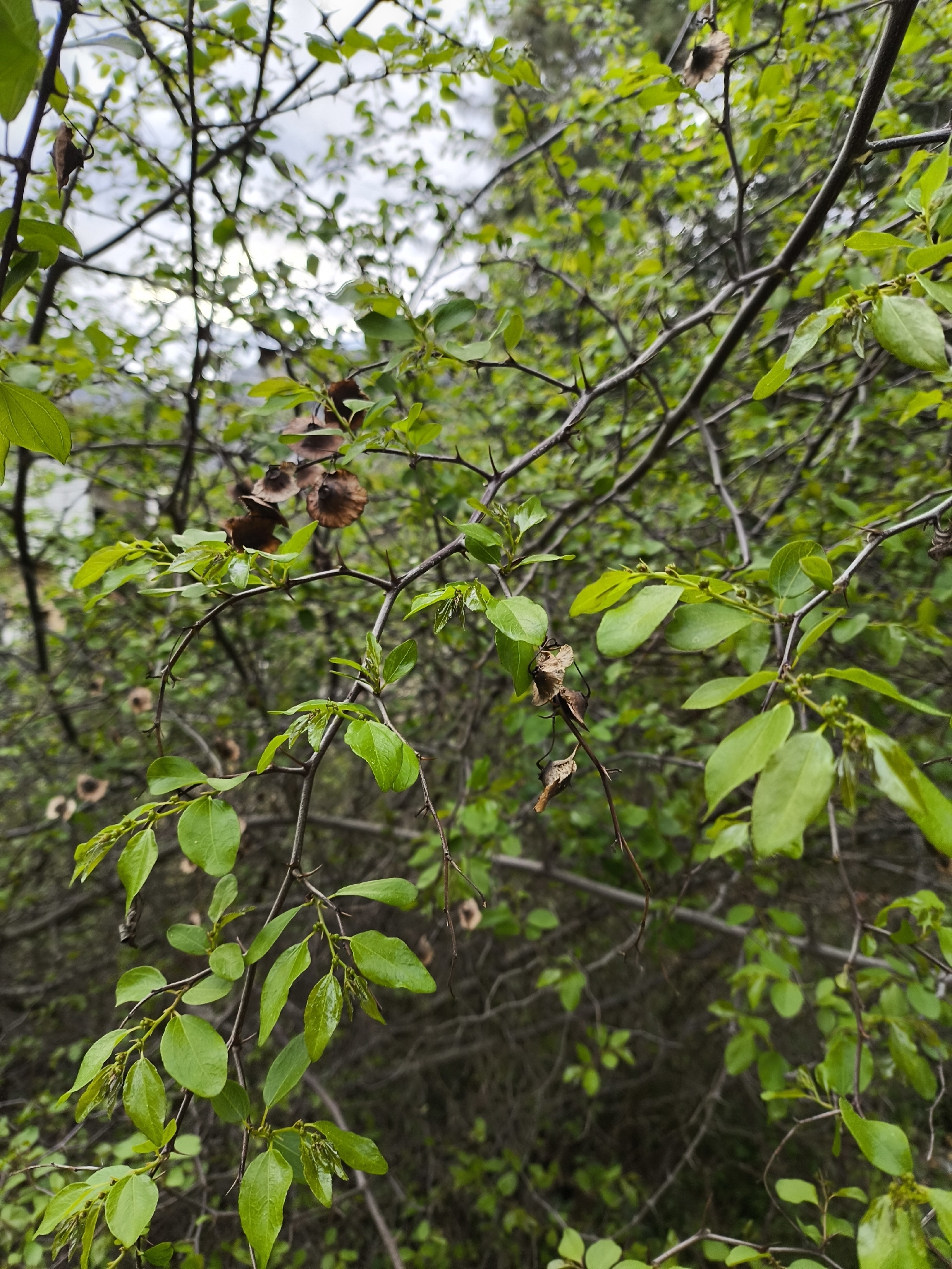 Jerusalem Thorn (Paliurus spina)