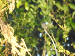 Contopus fumigatus