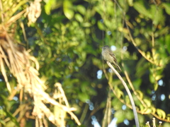 Contopus fumigatus