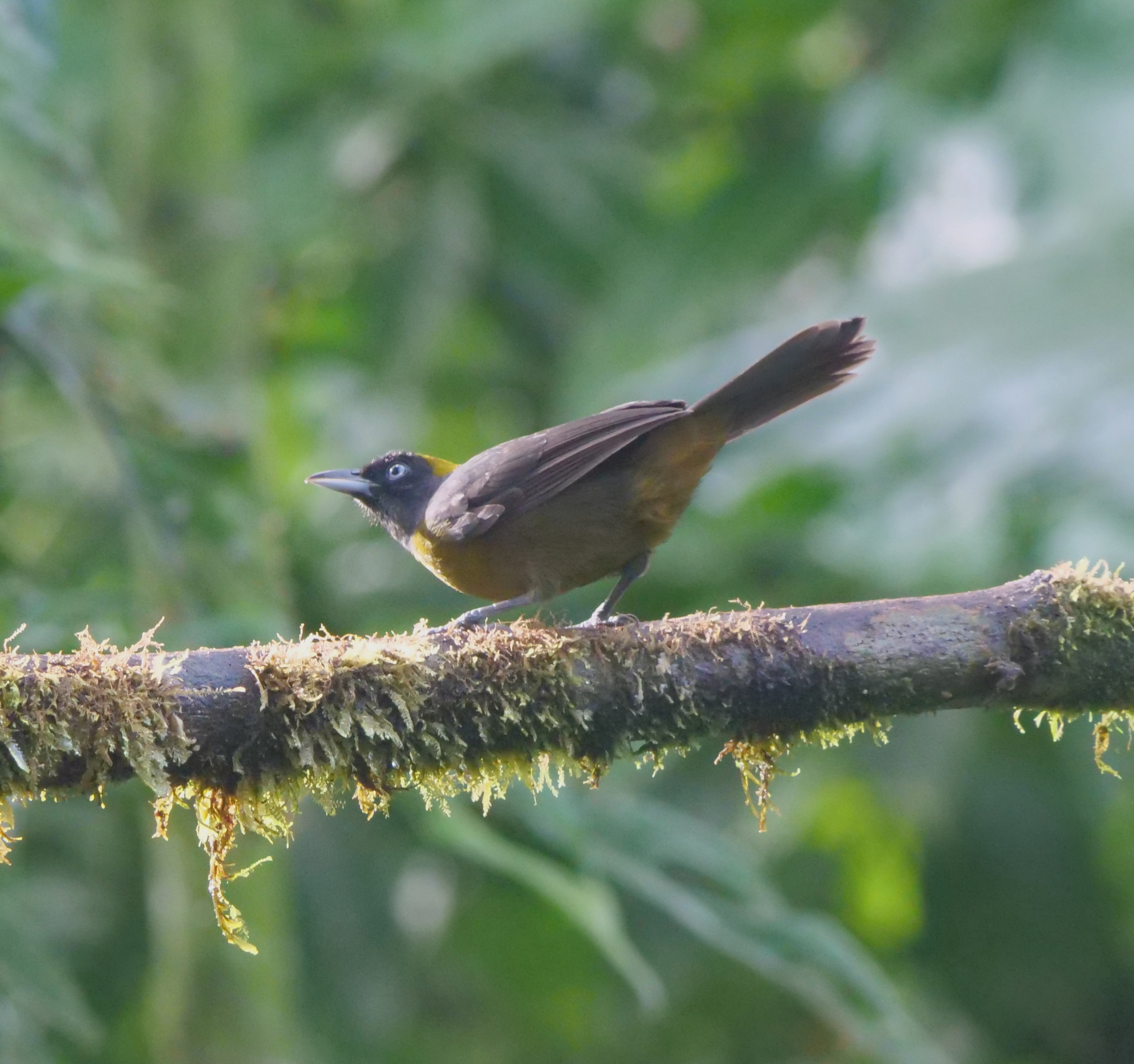Dusky-faced Tanager (Mitrospingus cassinii), photo 6