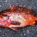 Bronzespotted Rockfish - Photo (c) Douglas J. Long, some rights reserved (CC BY-NC), uploaded by Douglas J. Long