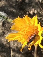Eupompha elegans