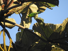 Ixothraupis xanthogastra