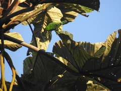 Ixothraupis xanthogastra