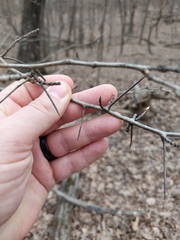 Crataegus collina