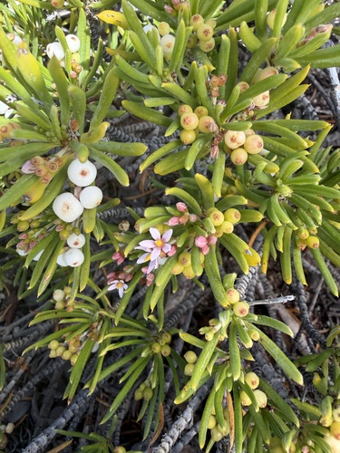 Strumpfia maritima, photograph 3