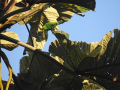 Ixothraupis xanthogastra