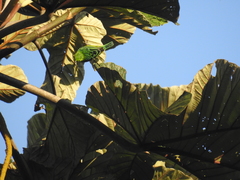 Ixothraupis xanthogastra