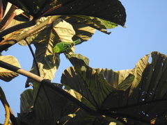 Ixothraupis xanthogastra