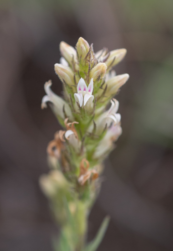 Tall Baroe (Cyphia elata)