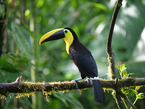Choco Toucan (Ramphastos brevis), photo 4