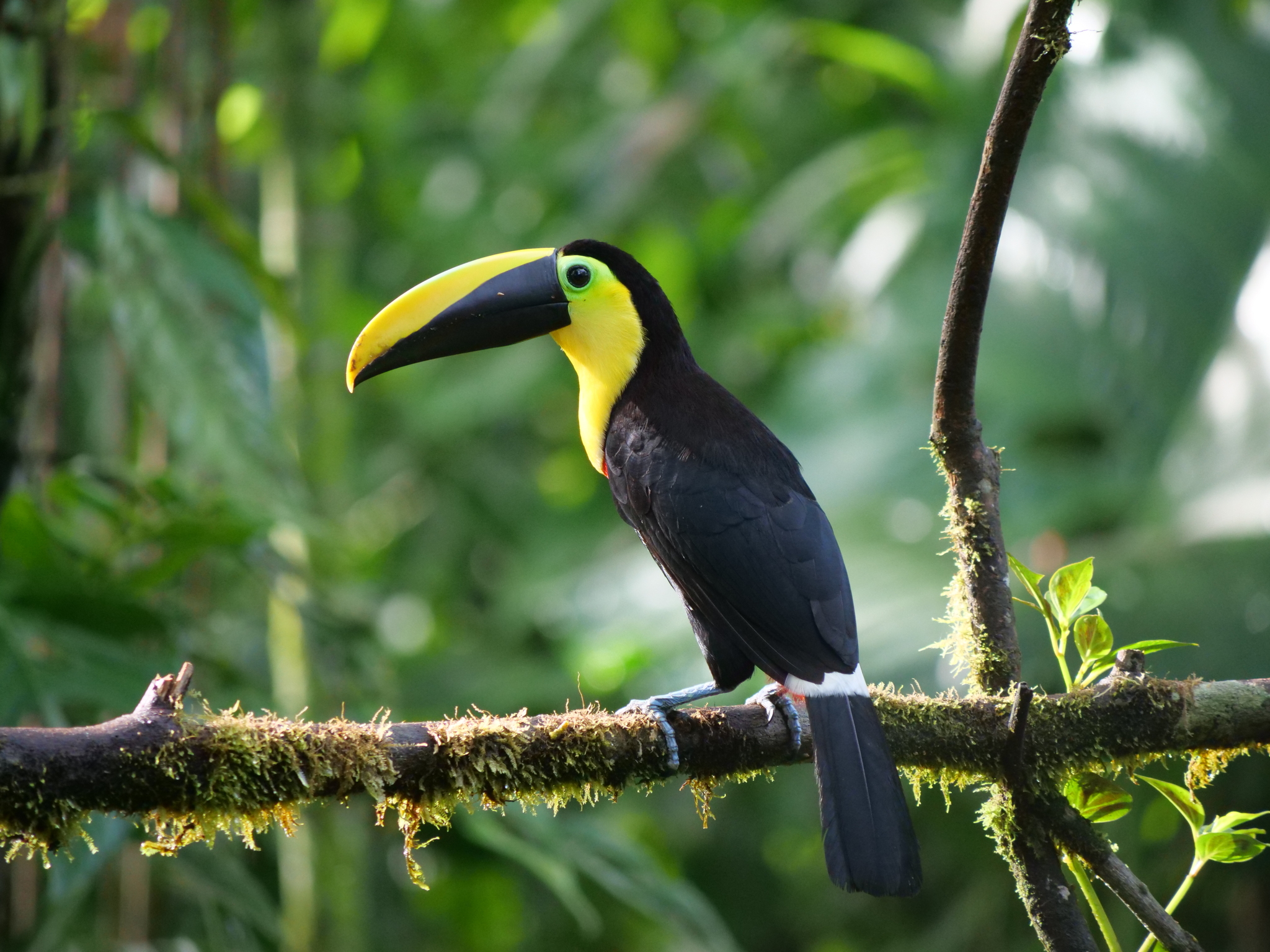 Choco Toucan (Ramphastos brevis), photo 4