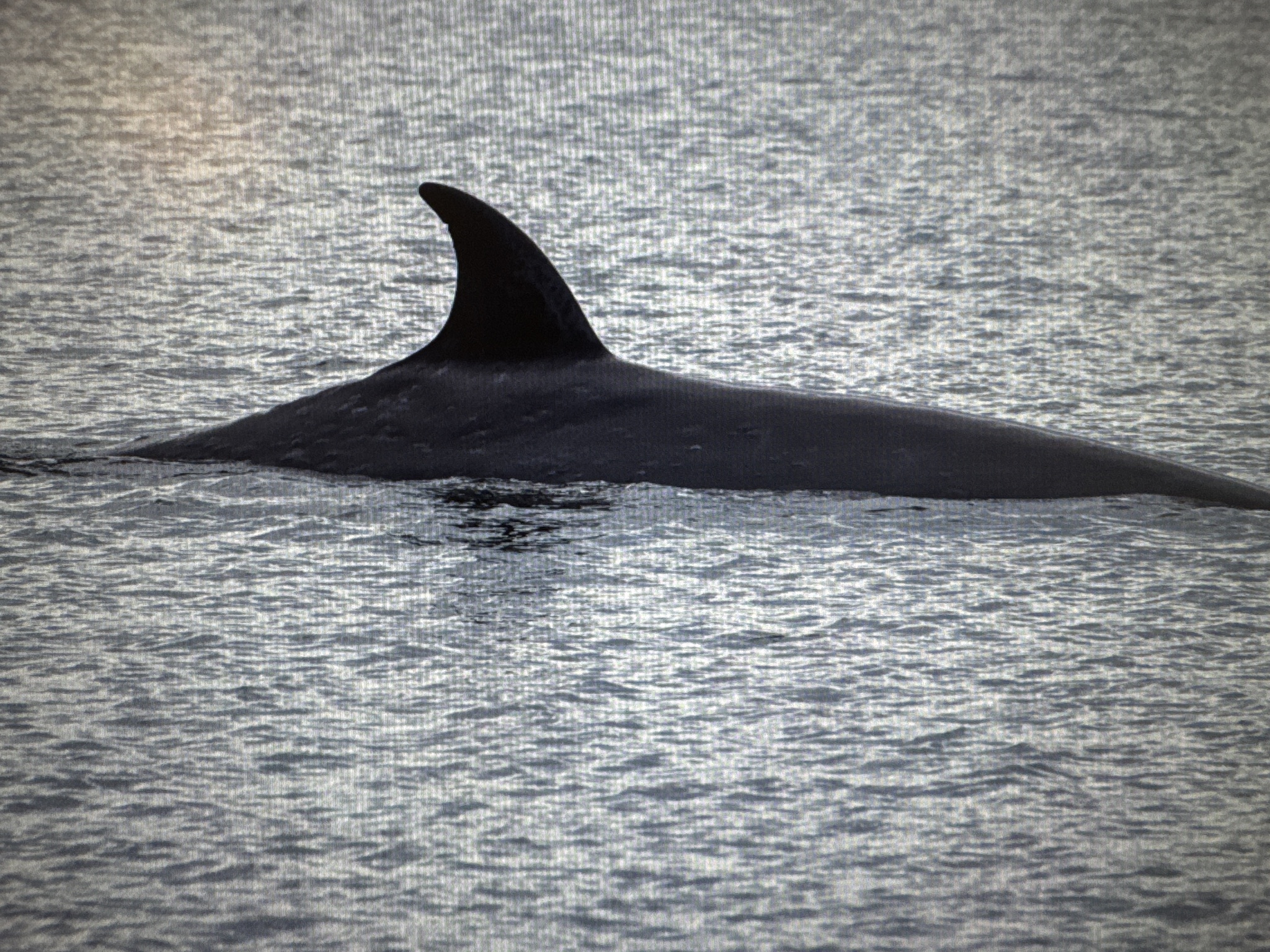 Balaenoptera borealis