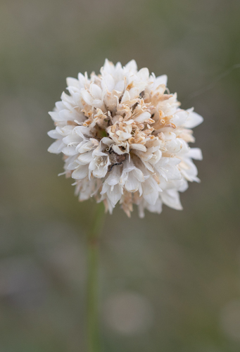 Cephalaria oblongifolia (Cephalaria oblongifolia)